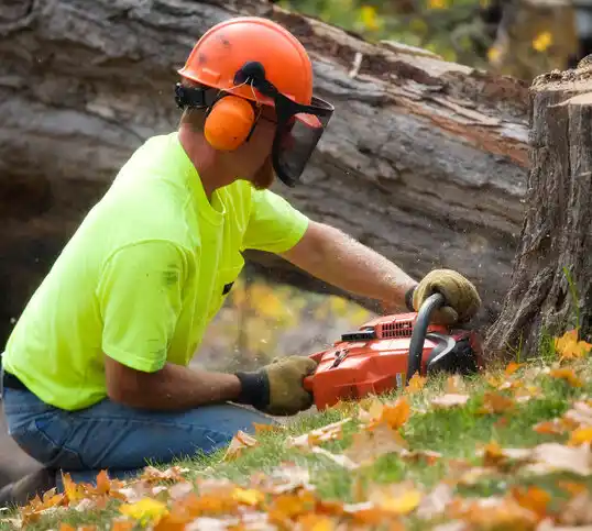 tree services Potomac